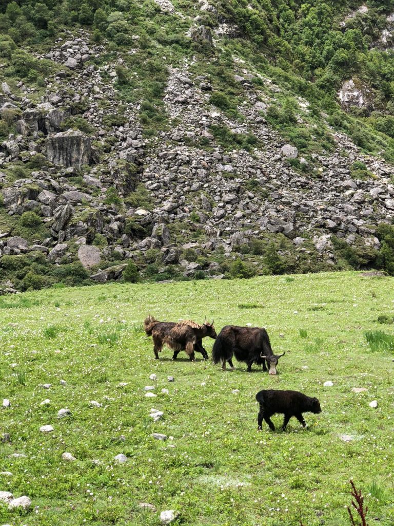 Yak and Mountains