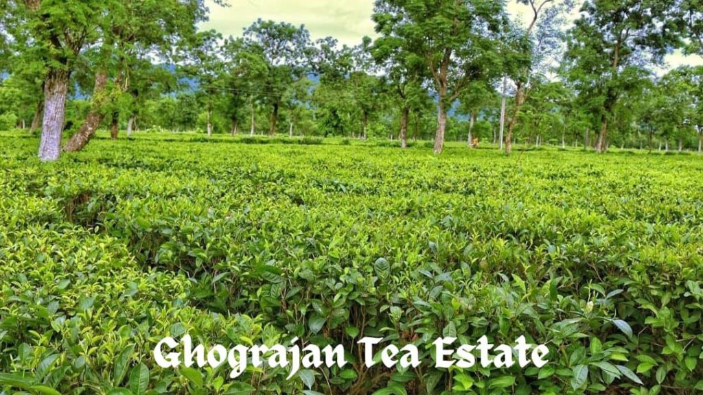 Ghograjan tea estate