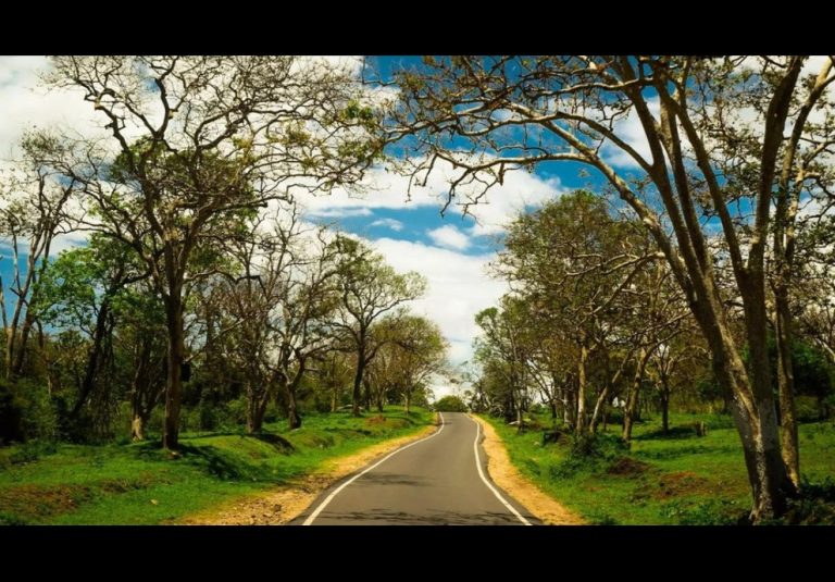 Bangalore to Masinagudi